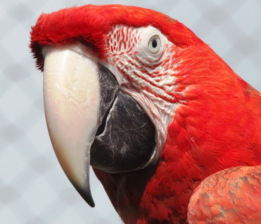 Close-up of a vibrant red parrot with a prominent beak.