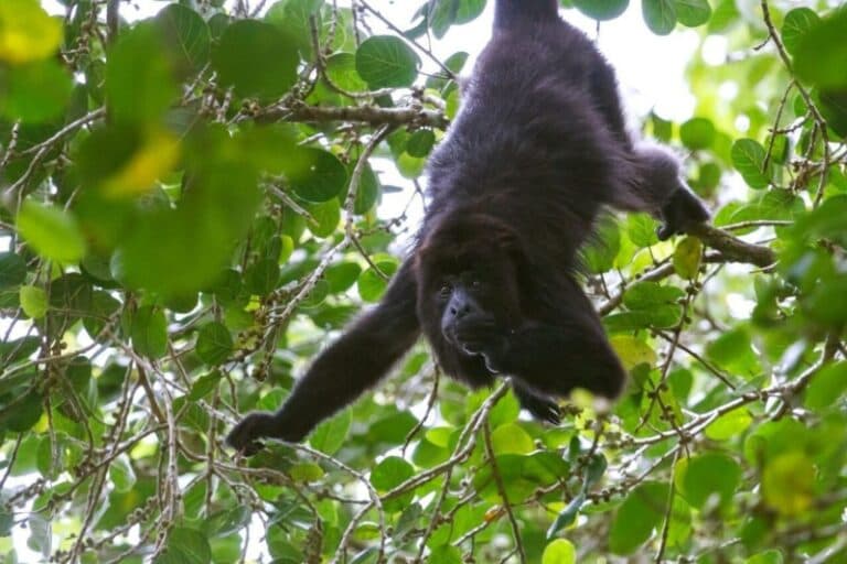 A howler monkey hanging upside down from a tree branch surrounded by green leaves.