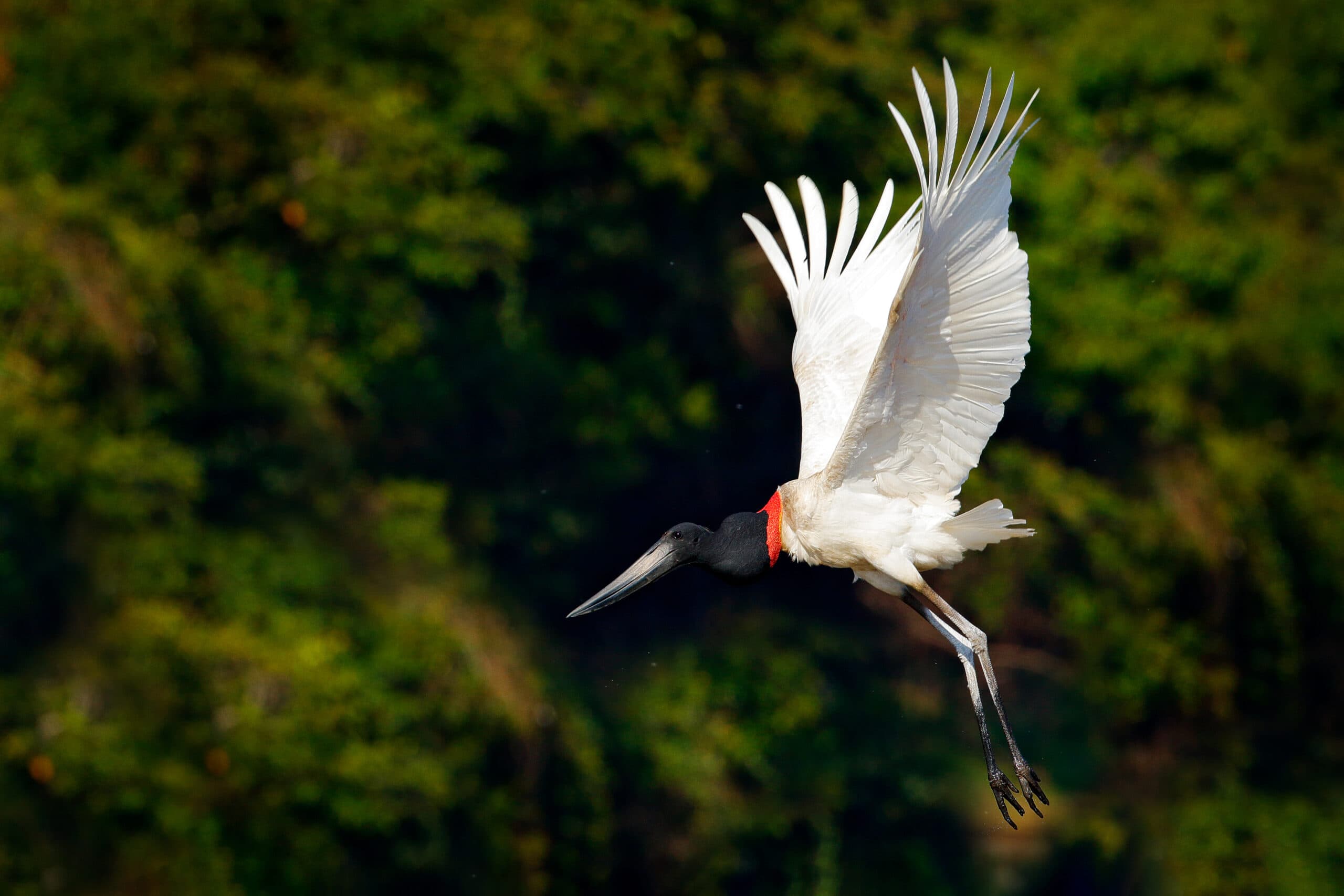 A white bird with a black head and red neck flying against a green backdrop.