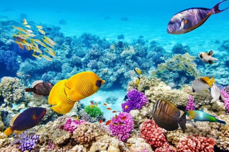A vibrant underwater scene featuring colorful fish swimming among bright coral reefs.