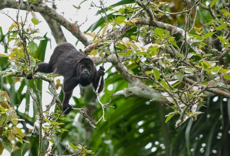 A monkey hangs on a branch in a lush rainforest.